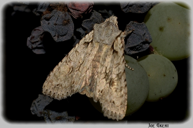 Lithophane ornitopus - közönséges fabagoly