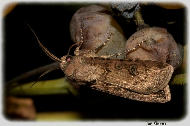 Agrotis segetum - vetési földibagoly