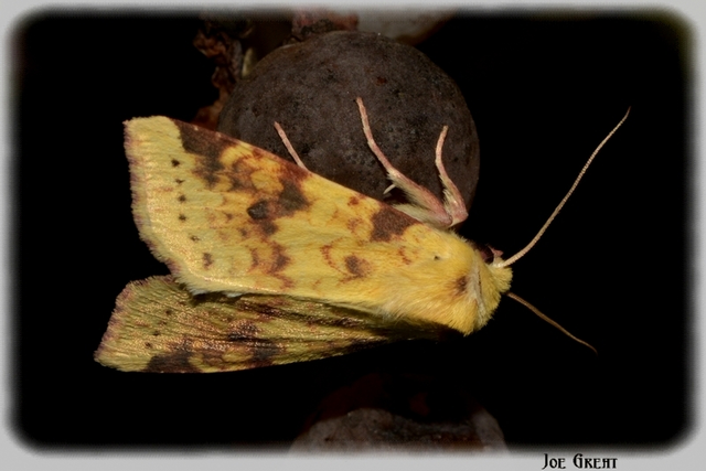 Cirrhia icteritia - nyárfa-sárgabagoly