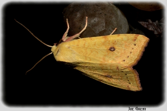 Cirrhia icteritia - nyárfa-sárgabagoly