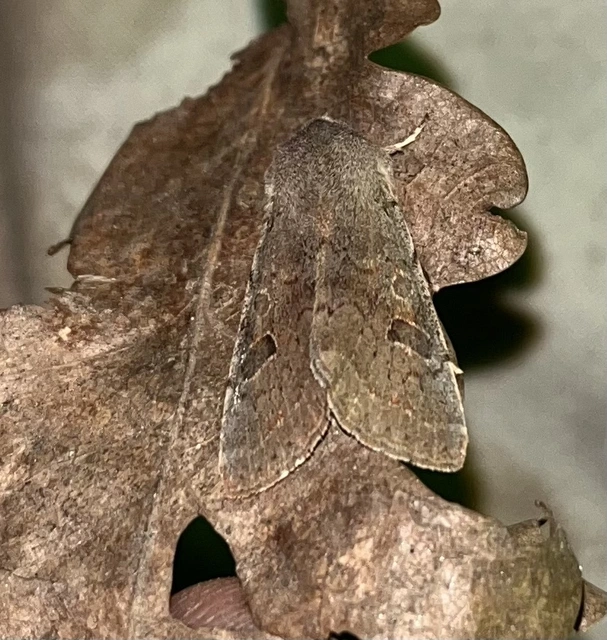 Orthosia populeti - nyárfa-barkabagoly