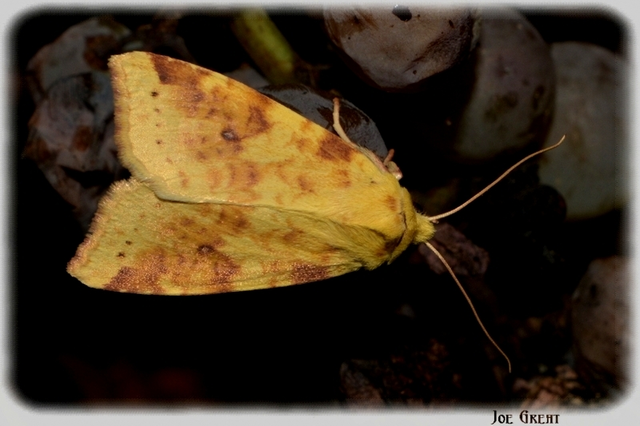 Cirrhia icteritia - nyárfa-sárgabagoly