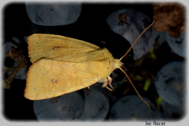 Cirrhia icteritia - nyárfa-sárgabagoly