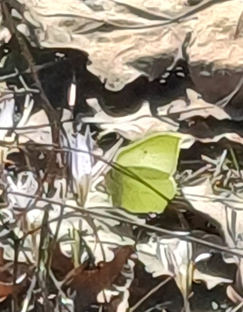 Gonepteryx rhamni - citromlepke