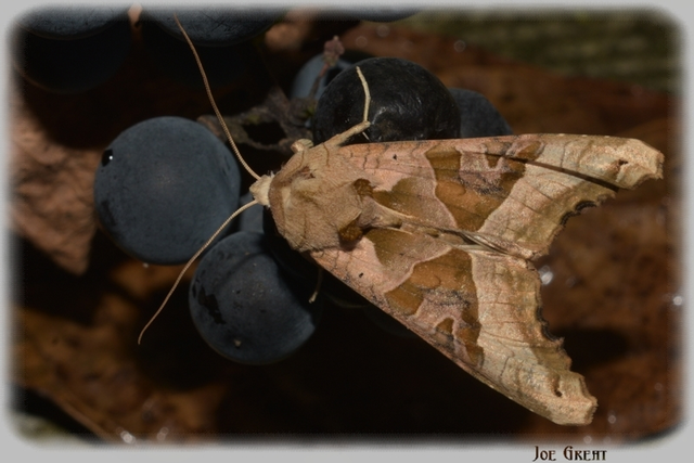 Phlogophora meticulosa - vándorló csipkésbagoly