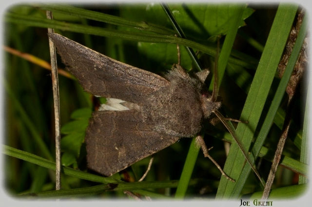 Aporophyla lutulenta - sziki őszibagoly