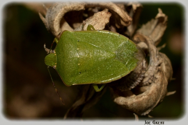 Nezara viridula - zöld vándorpoloska
