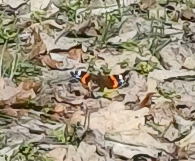 Vanessa atalanta - atalantalepke