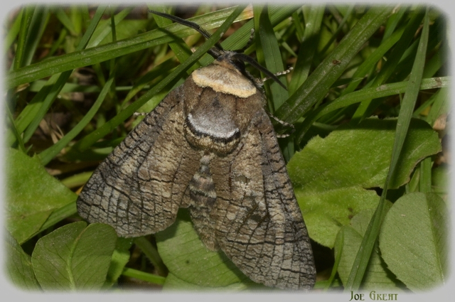 Cossus cossus - fűzfarontólepke