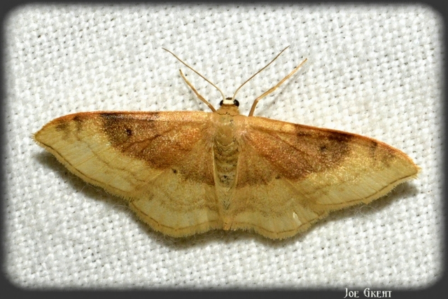 Idaea degeneraria - barnasávos araszoló