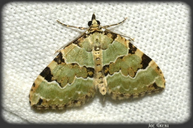 Colostygia pectinataria - zöld levélaraszoló