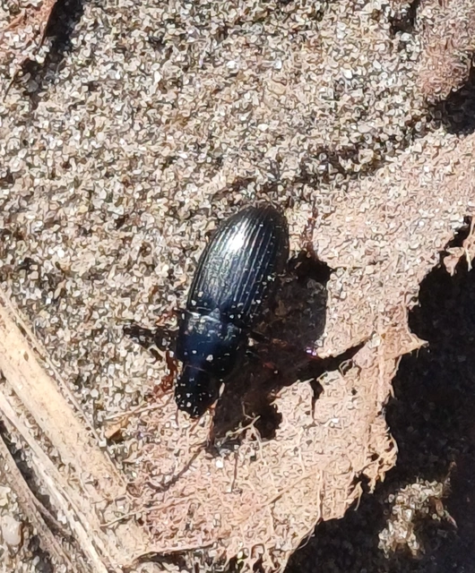 Harpalus