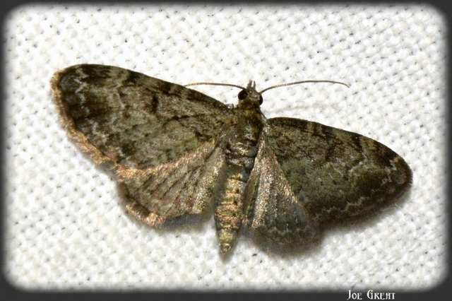 Pasiphila rectangulata - almavirág-araszoló