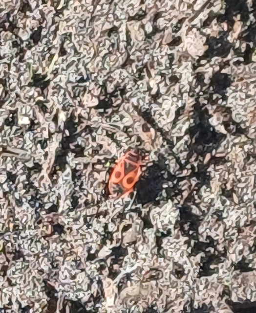 Pyrrhocoris apterus - verőköltő poloska