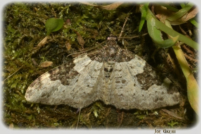 Xanthorhoe fluctuata - közönséges tarkaaraszoló