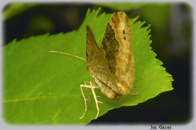 Xanthorhoe ferrugata - kerti tarkaaraszoló