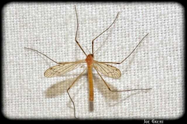 Diptera - Kétszárnyúak