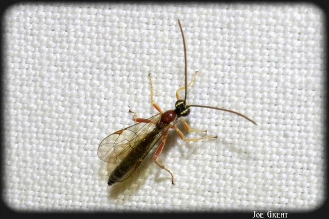 Hymenoptera - Hártyásszárnyúak