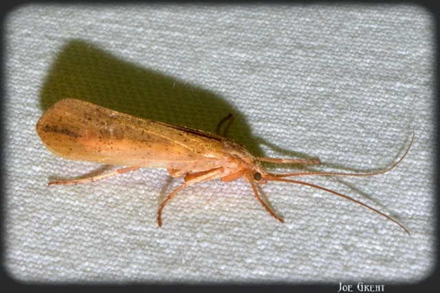 Trichoptera - Tegzesek