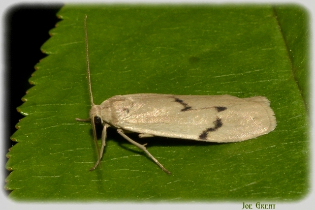 Pelosia muscerda - hamvas zuzmószövő