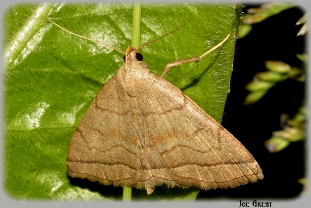 Herminia tarsicrinalis - szőröslábú karcsúbagoly