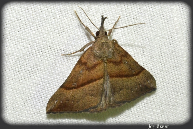 Hypena proboscidalis - ormányos karcsúbagoly
