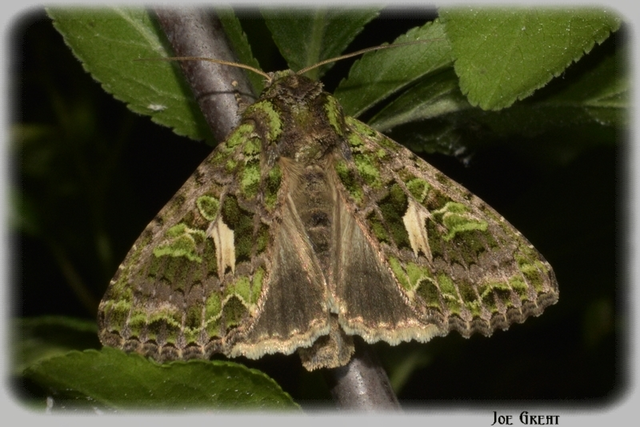 Trachea atriplicis - nyári zöldbagoly