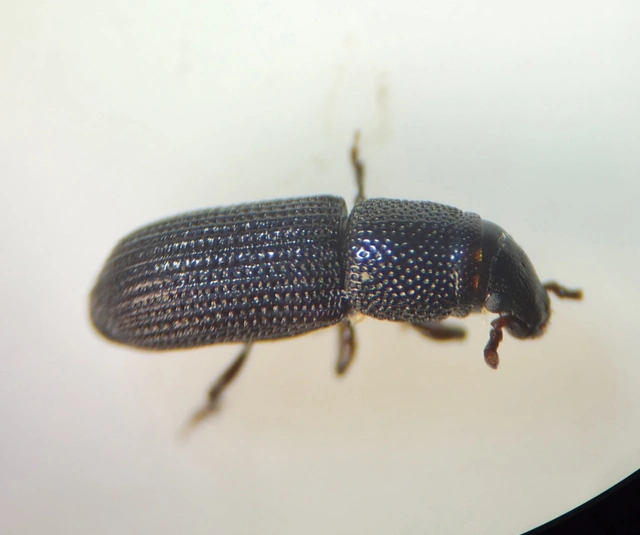 Rhyncolus Rhyncolus