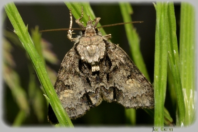Acronicta strigosa - kis szigonyosbagoly