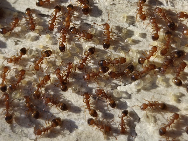 Temnothorax clypeatus - rozsdás kéreghangya