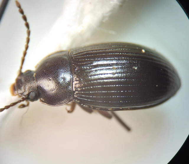 Nalassus dermestoides - rövidszárnyú gyászbogár