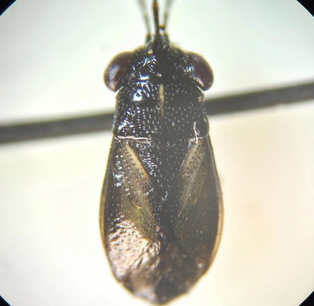 Geocoris Geocoris