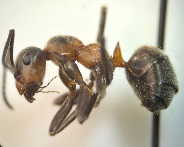 Formica pratensis - réti vöröshangya
