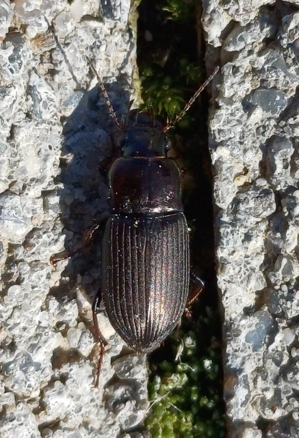 Harpalus distinguendus - mezei lomhafutó