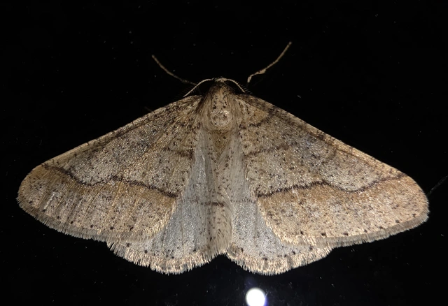 Agriopis marginaria - sárgás téliaraszoló