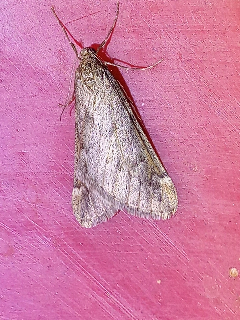 Alsophila aceraria - juhararaszoló