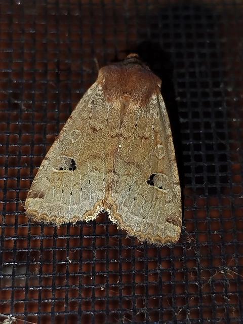 Conistra erythrocephala - vörösfejű őszibagoly
