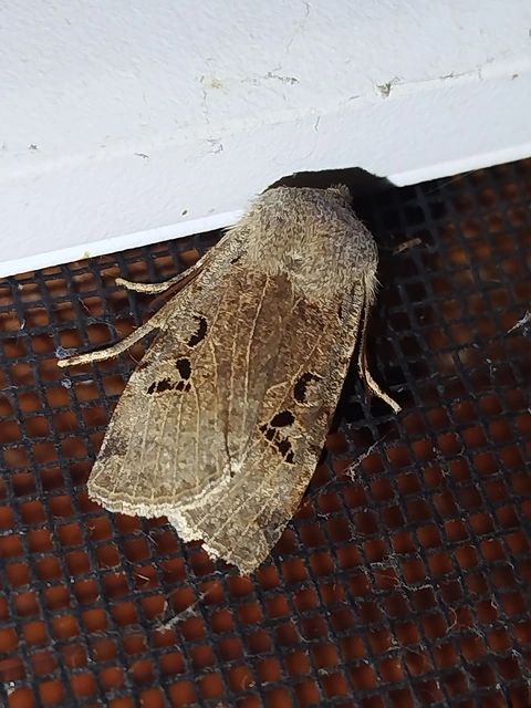 Conistra rubiginosa - szürke télibagoly