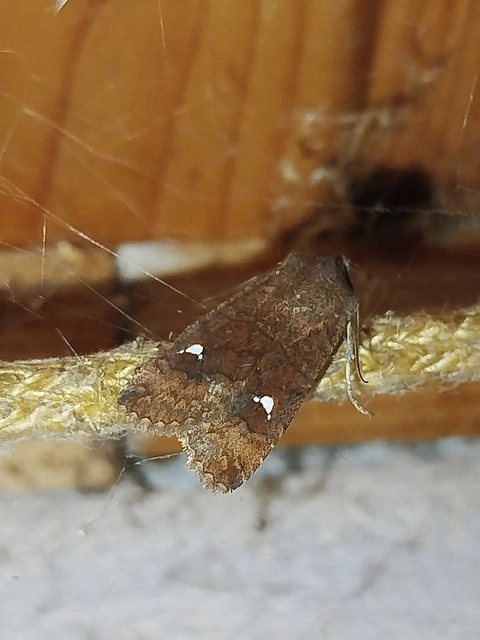 Eupsilia transversa - holdacskás télibagoly