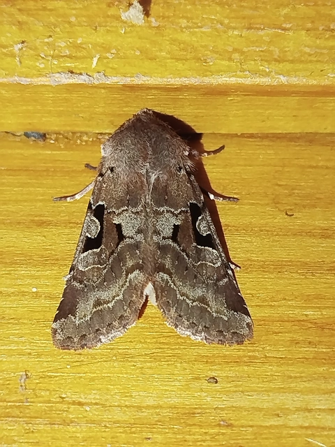 Orthosia gothica - feketefoltos barkabagoly