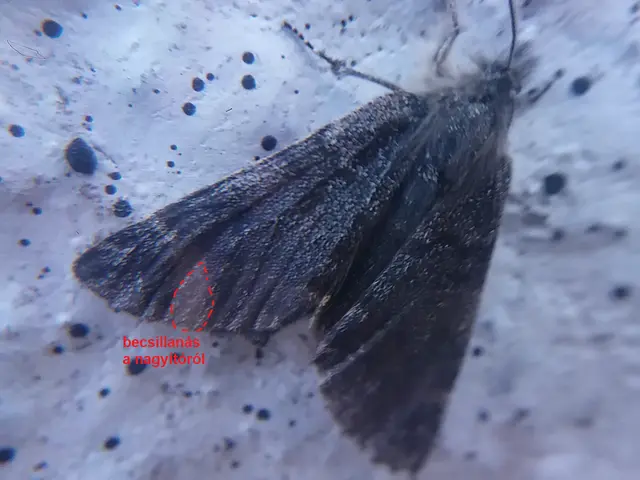 Boudinotiana puella - kis nappaliaraszoló