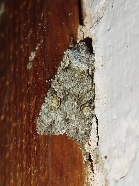Lithophane ornitopus - közönséges fabagoly