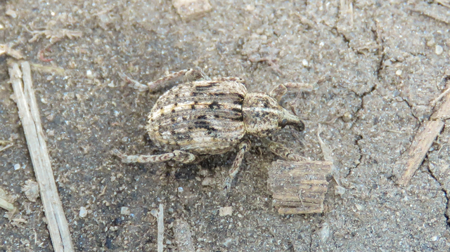 Brachypera dauci - gólyaorr-gubósormányos