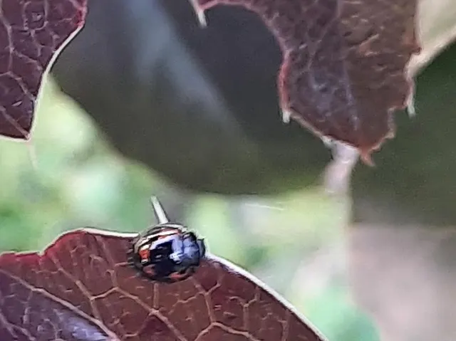 Exochomus quadripustulatus - négyfoltos szerecsenkata