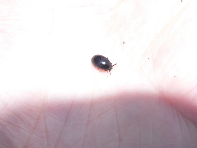 Platydema violaceum - fémkék taplóbogár