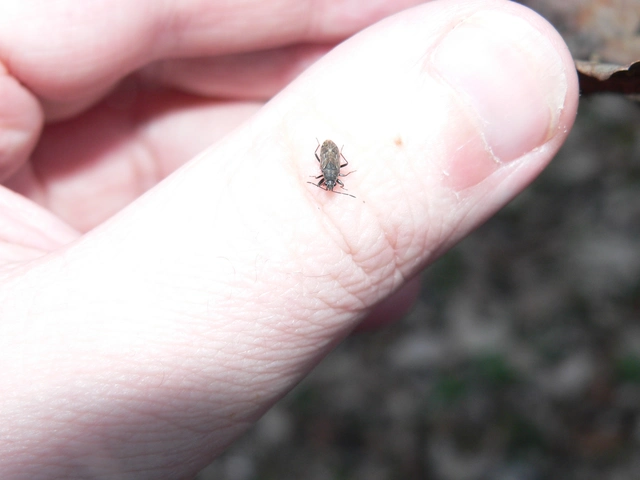 Rhyparochromidae - földibodobácsok