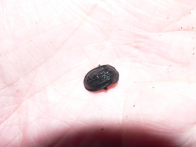 Phosphuga atrata - bordás csigarabló Phosphuga atrata - bordás csigarabló