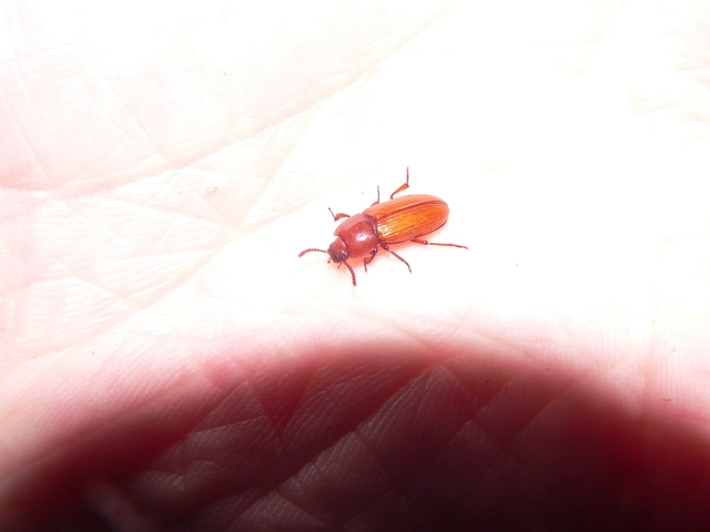 Uloma culinaris - nagy rágványbogár