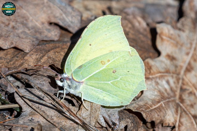 Gonepteryx rhamni - citromlepke