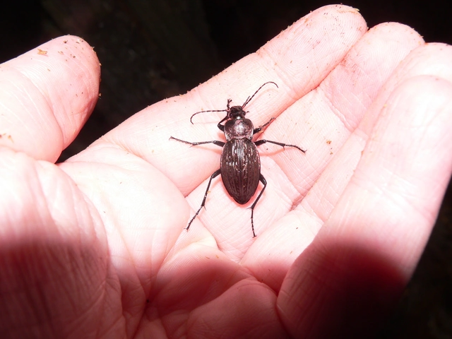 Carabus cancellatus - ragyás futrinka